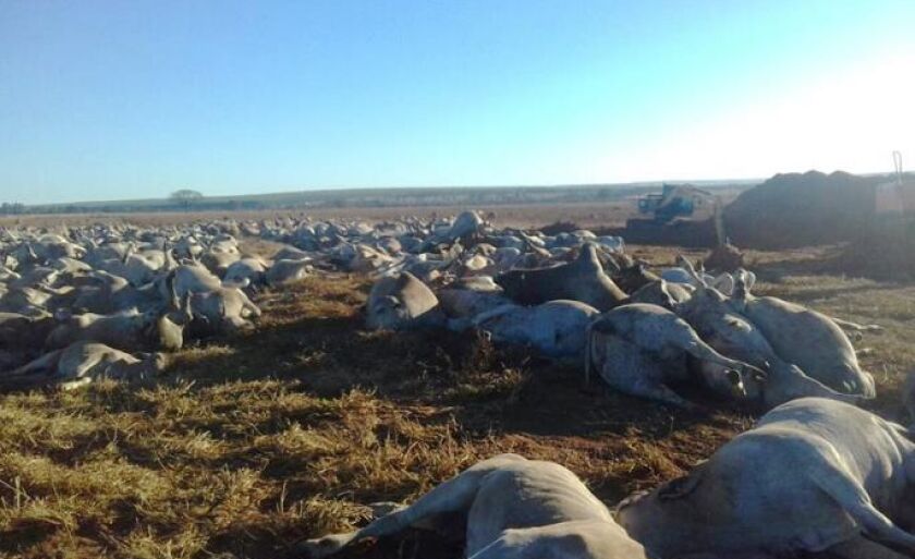 Mais de mil cabeÃ§as de gado morrem em fazenda de Ãgua Clara